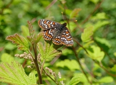 Euphydryas editha taylori