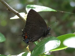 Satyrium calanus calanus