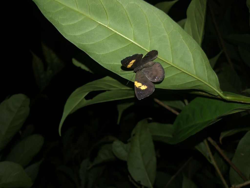 Hypophylla argenissa