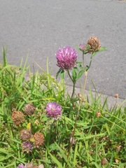 Trifolium pratense