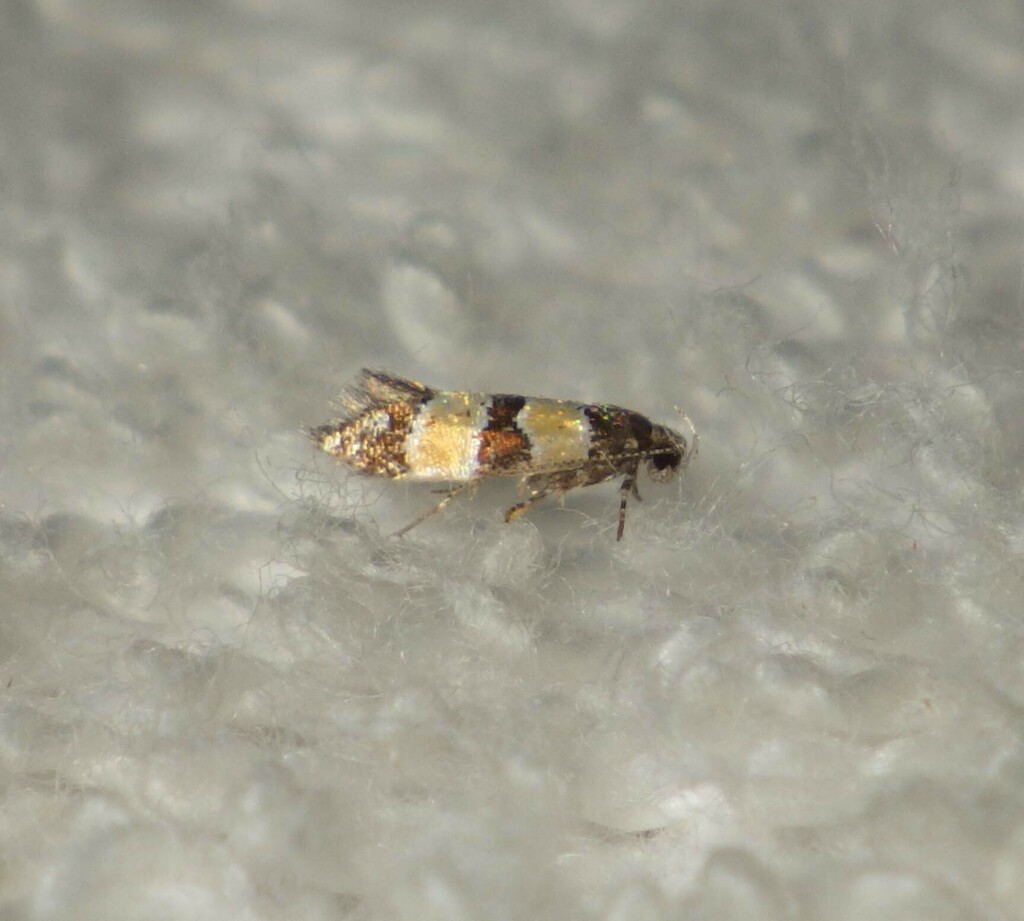Goidanichiana jourdheuillella