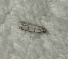 Symmocoides oxybiella