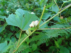 Ampelomyia vitiscoryloides