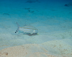 Band-Tail Goatfish photo 3