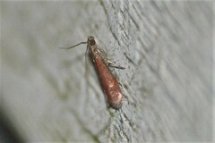 Varneria postremella