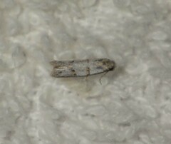 Symmocoides oxybiella