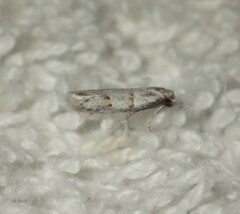 Symmocoides oxybiella