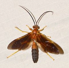 Tmetogaster nubilipennis