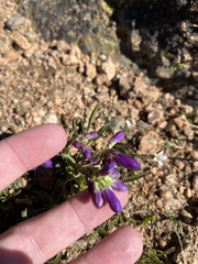 Penstemon hallii