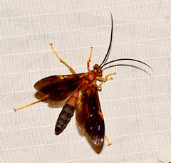 Tmetogaster nubilipennis