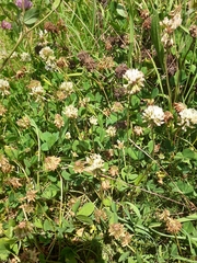 Trifolium repens