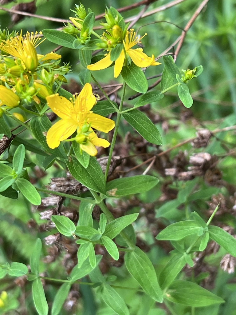 St. John's worts from Zangle Rd NE, Olympia, WA, US on June 28, 2022 at