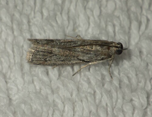 Dioryctria robiniella