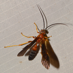 Tmetogaster nubilipennis