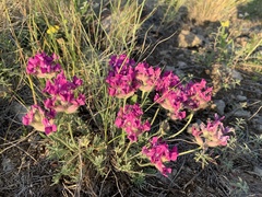 Oxytropis lagopus