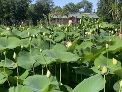Nelumbo nucifera