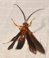 Tmetogaster nubilipennis