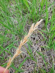 Helictochloa hookeri