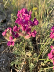 Oxytropis lagopus