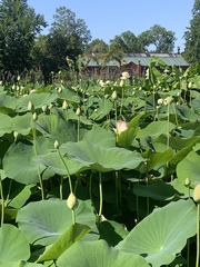 Nelumbo nucifera
