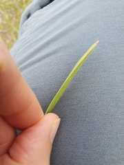 Helictochloa hookeri