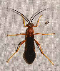 Tmetogaster nubilipennis