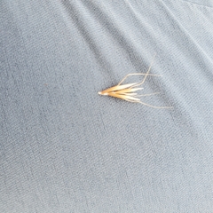 Helictochloa hookeri