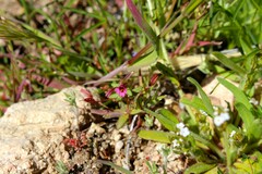 Erythranthe androsacea