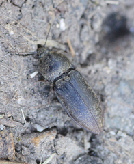 Prosternon tessellatum