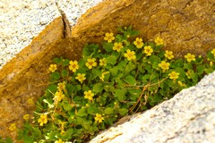 Erythranthe geniculata