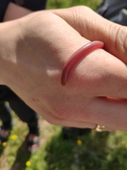 Xerotyphlops vermicularis