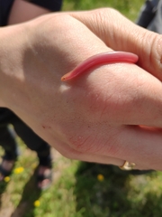 Xerotyphlops vermicularis