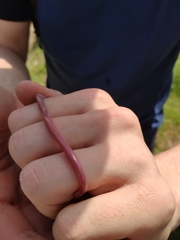 Xerotyphlops vermicularis