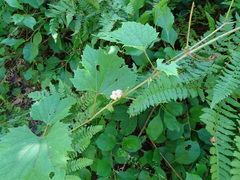 Ampelomyia vitiscoryloides