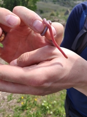 Xerotyphlops vermicularis