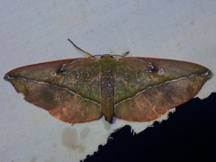Omiza lycoraria