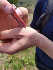 Xerotyphlops vermicularis