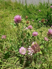 Trifolium pratense