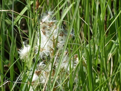 Tephroseris palustris