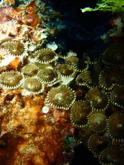Palythoa heliodiscus