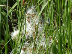 Tephroseris palustris