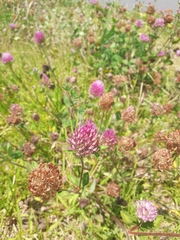 Trifolium pratense