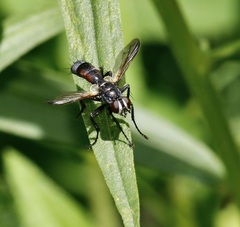 Cylindromyia bicolor