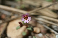Erythranthe androsacea