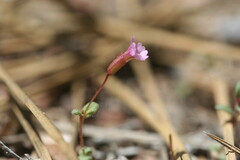 Erythranthe androsacea