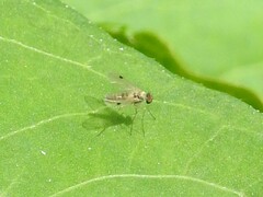 Chrysopilus modestus
