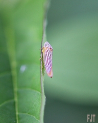 Graphocephala aurora