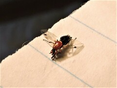 Dilophus occipitalis