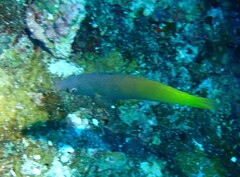 Halichoeres prosopeion