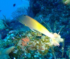 Halichoeres prosopeion